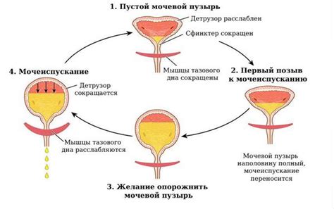 Важность контроля над кислотностью мочи у женщин