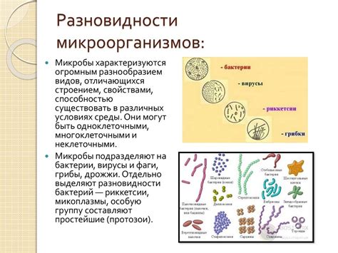 Важность микроорганизмов в повседневной жизни человека