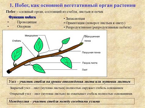 Важность побега для функционирования растения