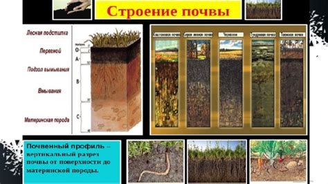 Важность поддержки влажности почвы