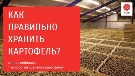 Важность правильного хранения картофеля