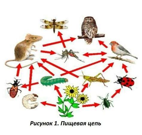 Важность растений для пищевой цепи