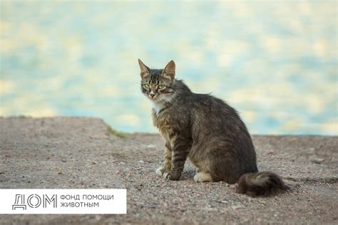 Важность создания безопасной территории для уличной кошки