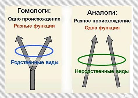 Важность сравнения гомологичных органов