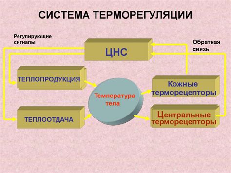 Важность терморегуляции