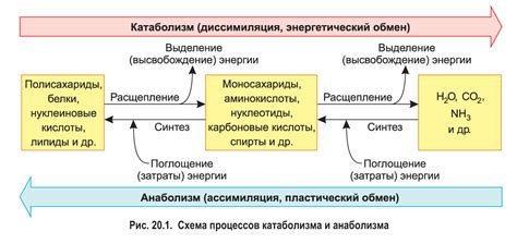 Важность энергии и питательных веществ