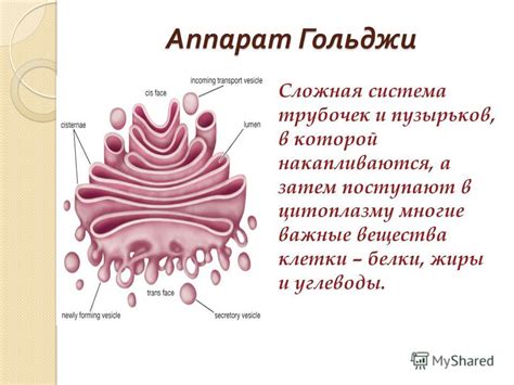 Важные места расположения аппарата Гольджи