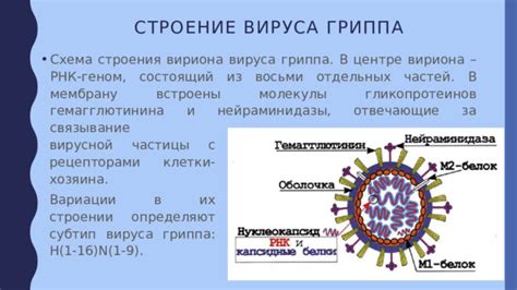 Вариации вируса