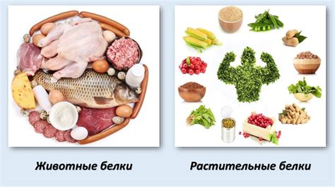 Веганы и белок: как поддерживать норму без животных продуктов?