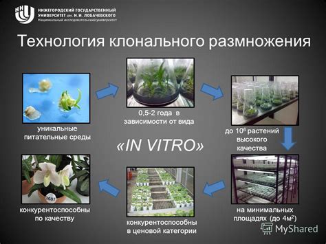 Вегетативное размножение и сохранение редких и ценных видов