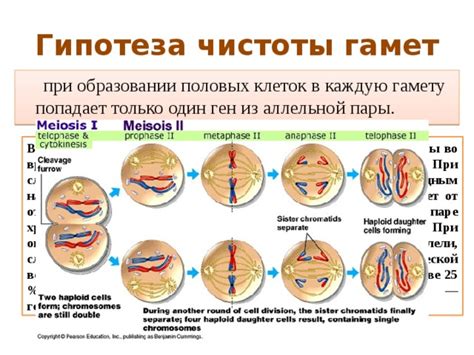 Вероятности образования разных гамет