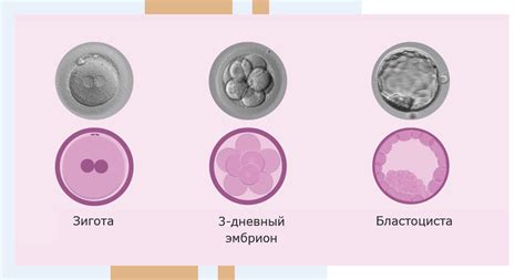 Вероятный результат переноса эмбрионов