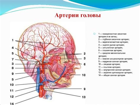 Вертебральная артерия и ее роль в немотивном состоянии