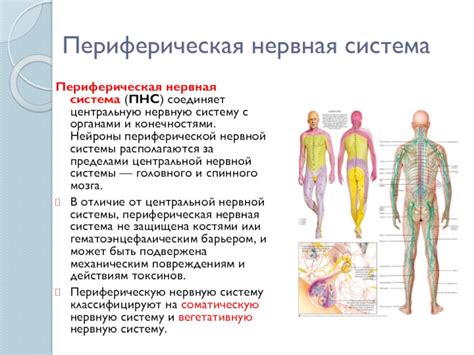 Взаимодействие с другими конечностями и органами