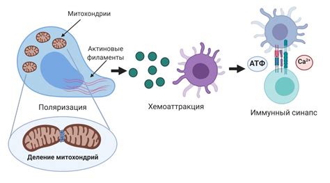 Взаимодействие с митохондриями