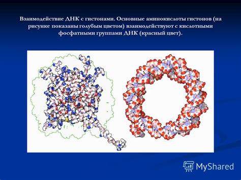 Взаимодействие химических групп ДНК с белками