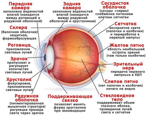 Взаимодействие цветовых пигментов в глазном яблоке