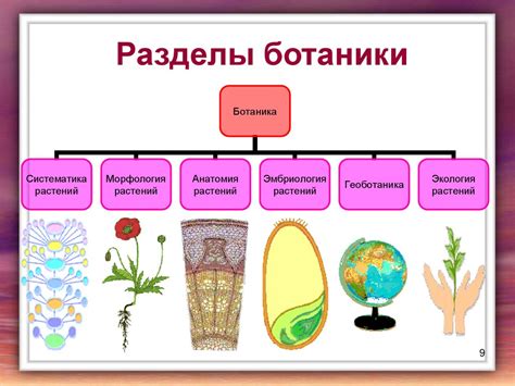 Взаимосвязь биологии и других наук: понимание живой природы