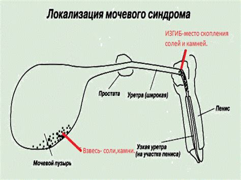 Взаимосвязь генетики и образования песка в мочевом пузыре у котов