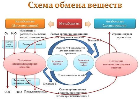 Взаимосвязь клеточного давления и механизмов обмена веществ