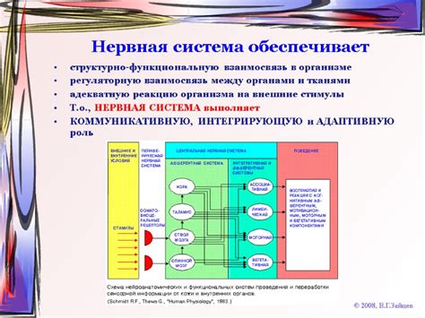 Взаимосвязь между тканями в организме