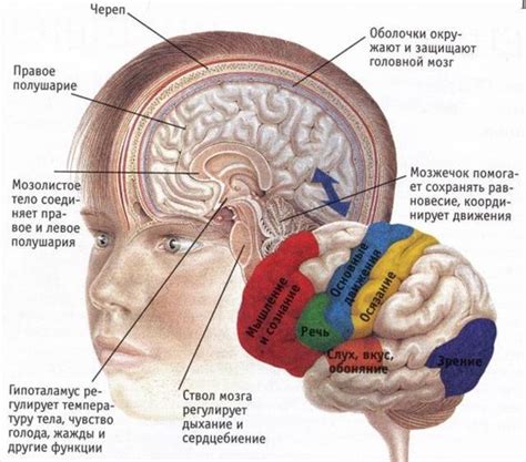 Взаимосвязь нейронов коры головного мозга и эмоциональных процессов