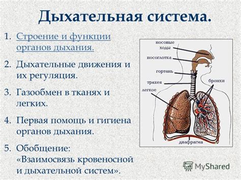 Взаимосвязь прогресса органов дыхания и кровеносной системы