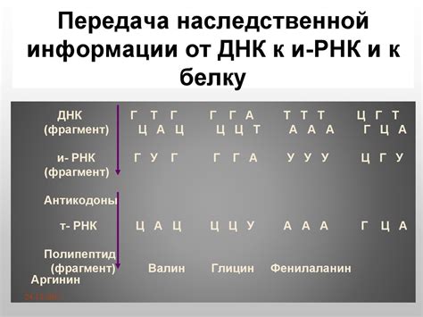 Взаимосвязь реализации и способов передачи наследственной информации