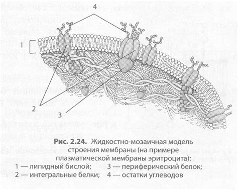 Взаимосвязь строения и функций клеток