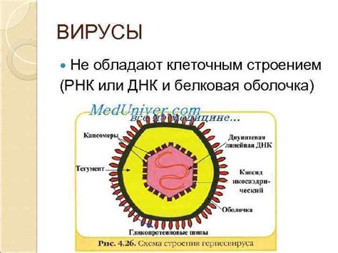 Вирусы не обладают оболочкой