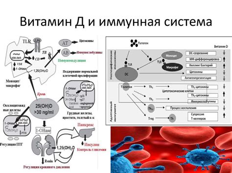 Витамин Д и иммунная система