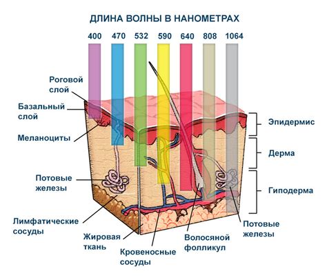 Влияние Лориндена на кожный барьер