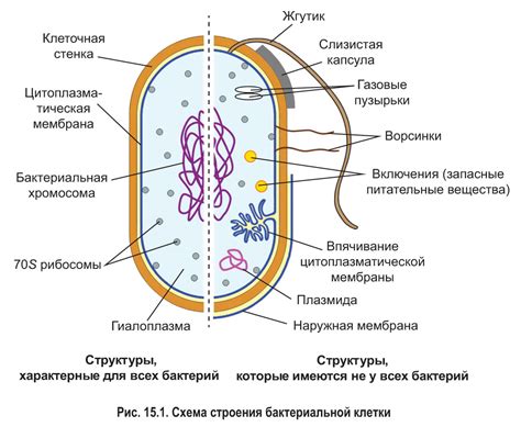 Влияние бактерий прокариот на нашу жизнь