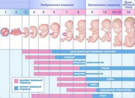 Влияние веса плода на самочувствие беременной