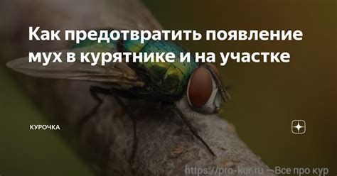 Влияние весенних условий на появление мух