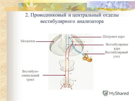 Влияние вестибулярной системы на головокружение при повороте