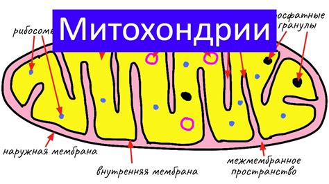 Влияние внешних условий на количество митохондрий