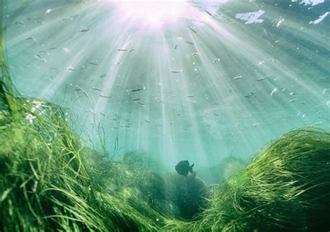 Влияние водоносных растений на окраску озерной воды