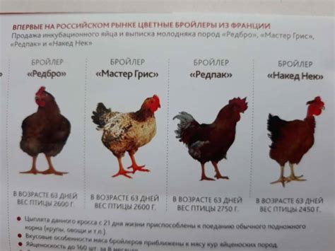 Влияние возраста на продуктивность кур мастер грей