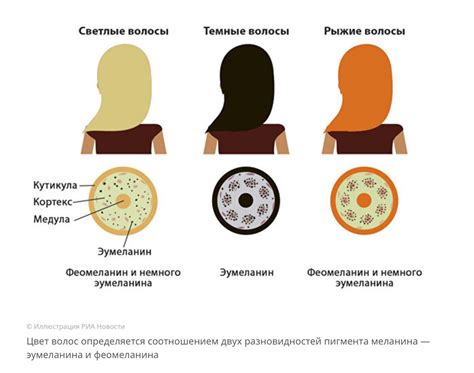 Влияние генов на синтез меланина