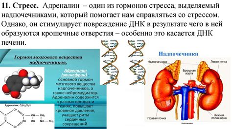 Влияние глюкозы на синтез белка и нейроны