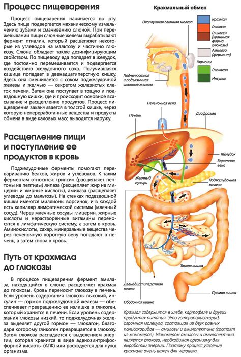 Влияние глютена на пищеварительную систему детей