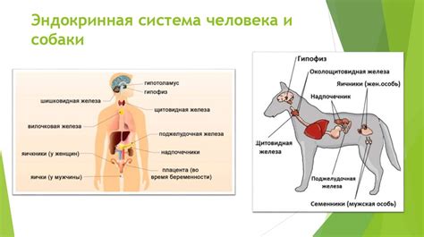 Влияние гормонов на поведение кота-кастрата