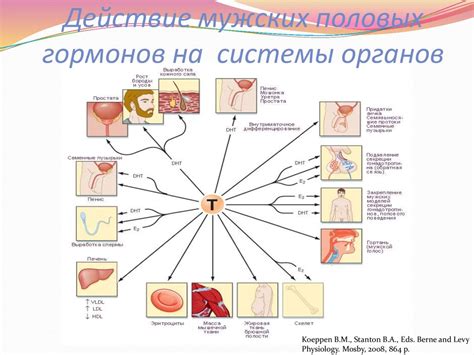 Влияние гормонов на потоотделение