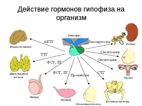 Влияние гормонов на процесс отделения