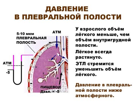 Влияние давления в плевральной полости на дыхание