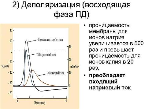 Влияние деполяризации на проницаемость мембраны для Ca2+