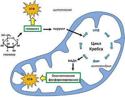 Влияние дыхания на энергетический обмен