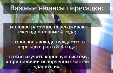 Влияние избытка влаги на состояние листьев авокадо