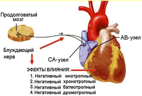 Влияние калия на сердечную систему